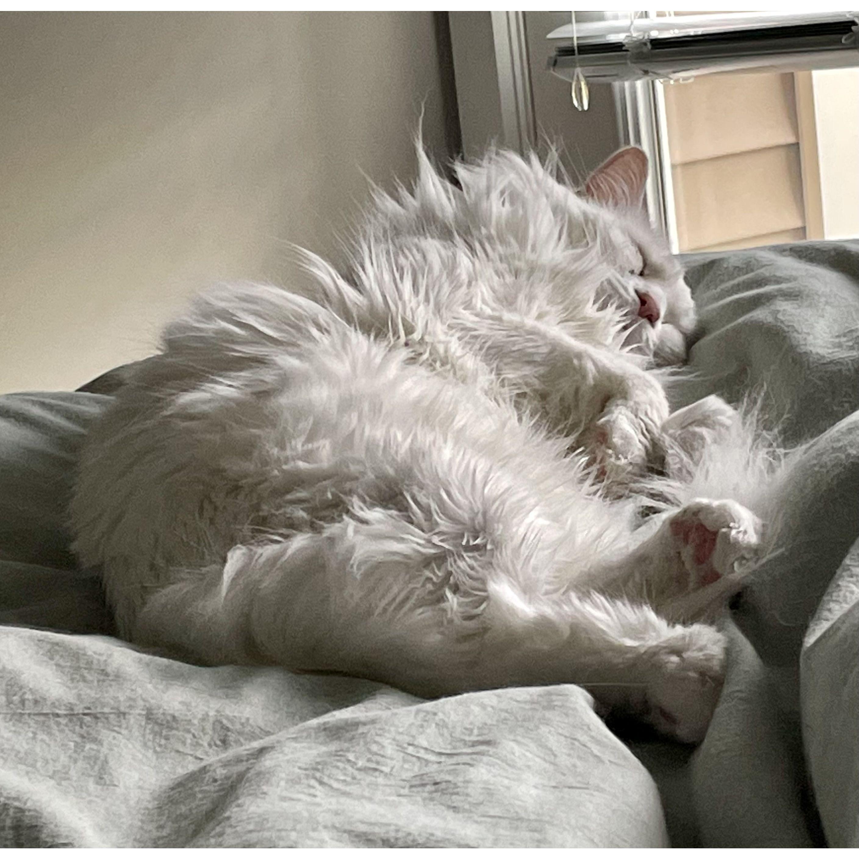 Nothing is better than mornings with Moose!