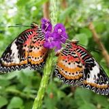 Butterfly Wonderland