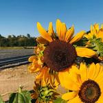 Froberg's Farm