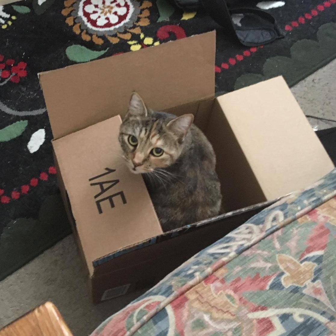 If I fits I sits.
