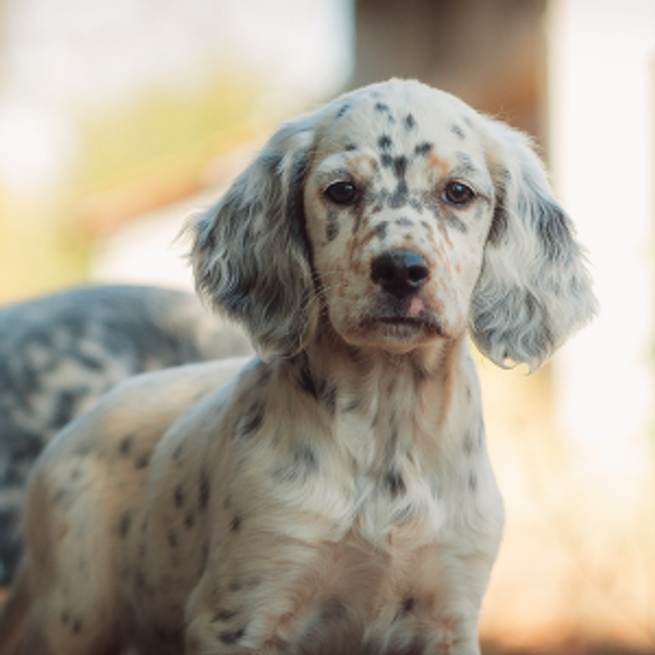 Llewellin Puppy Fund