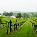 Virginia Wine Trail