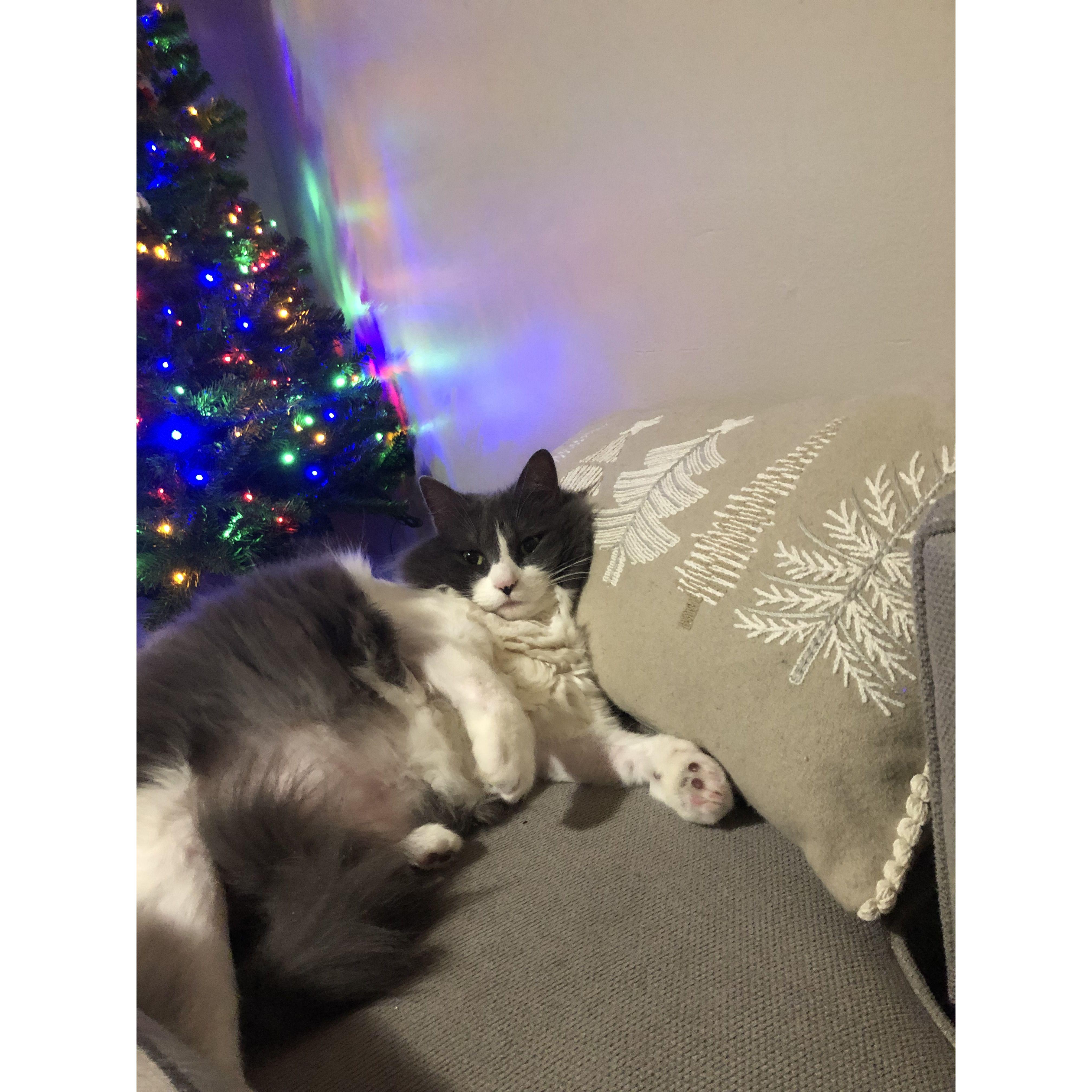 Callie's first Christmas Tree (our first Christmas living together).