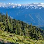Olympic National Park