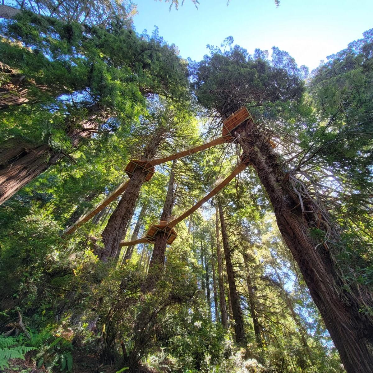 Canopy Trail from the ground