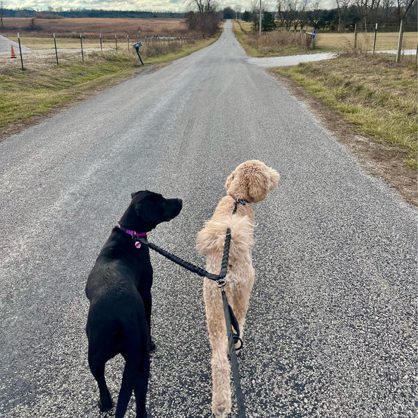 Fence for the Doggies