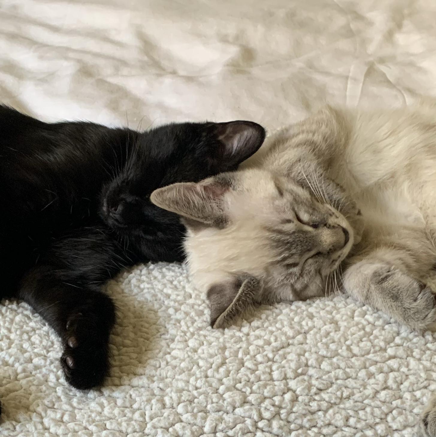 Donation to Ohlone Humane Society