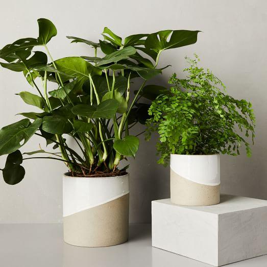 Half-Dipped Planters