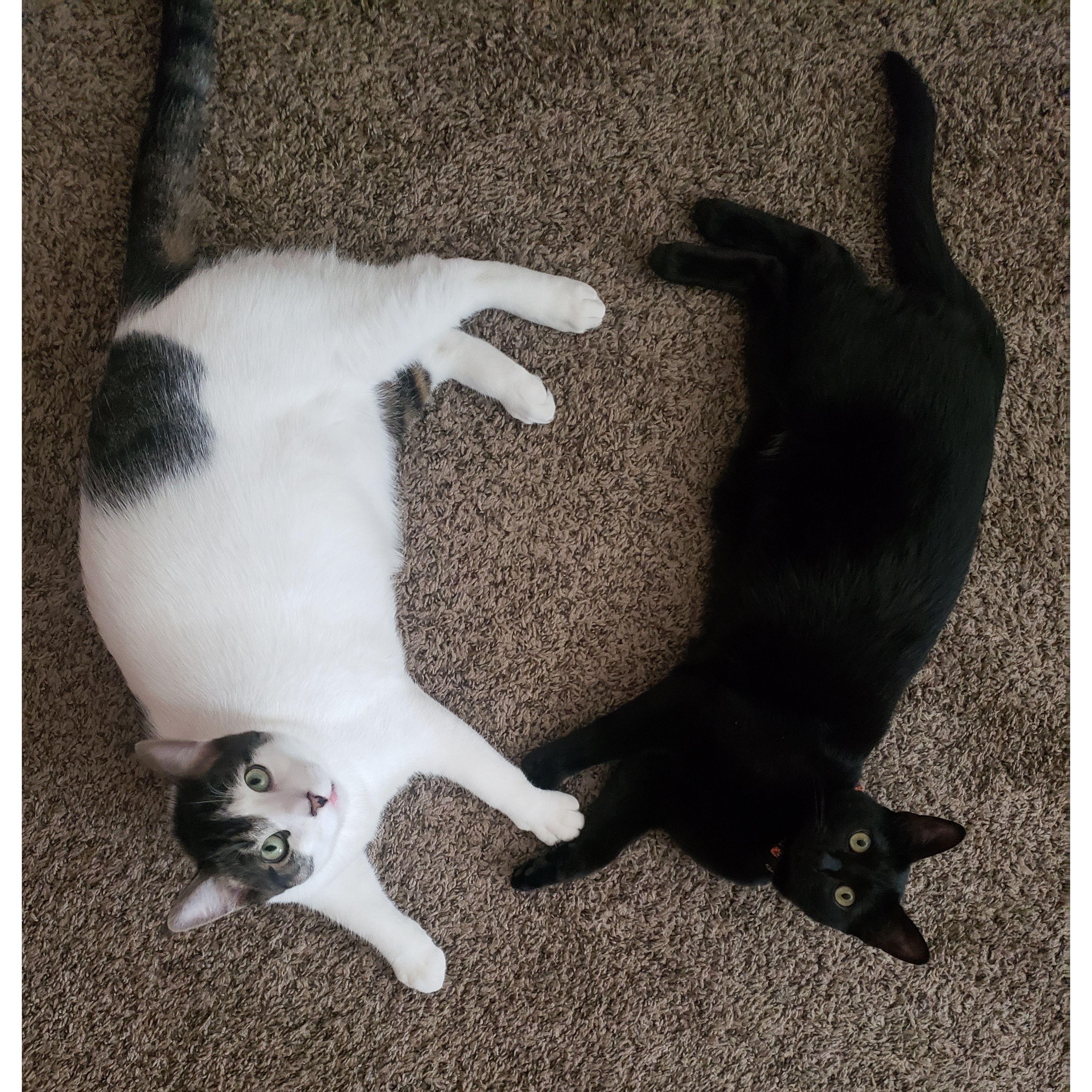 Boogie & Wednesday being the cutest