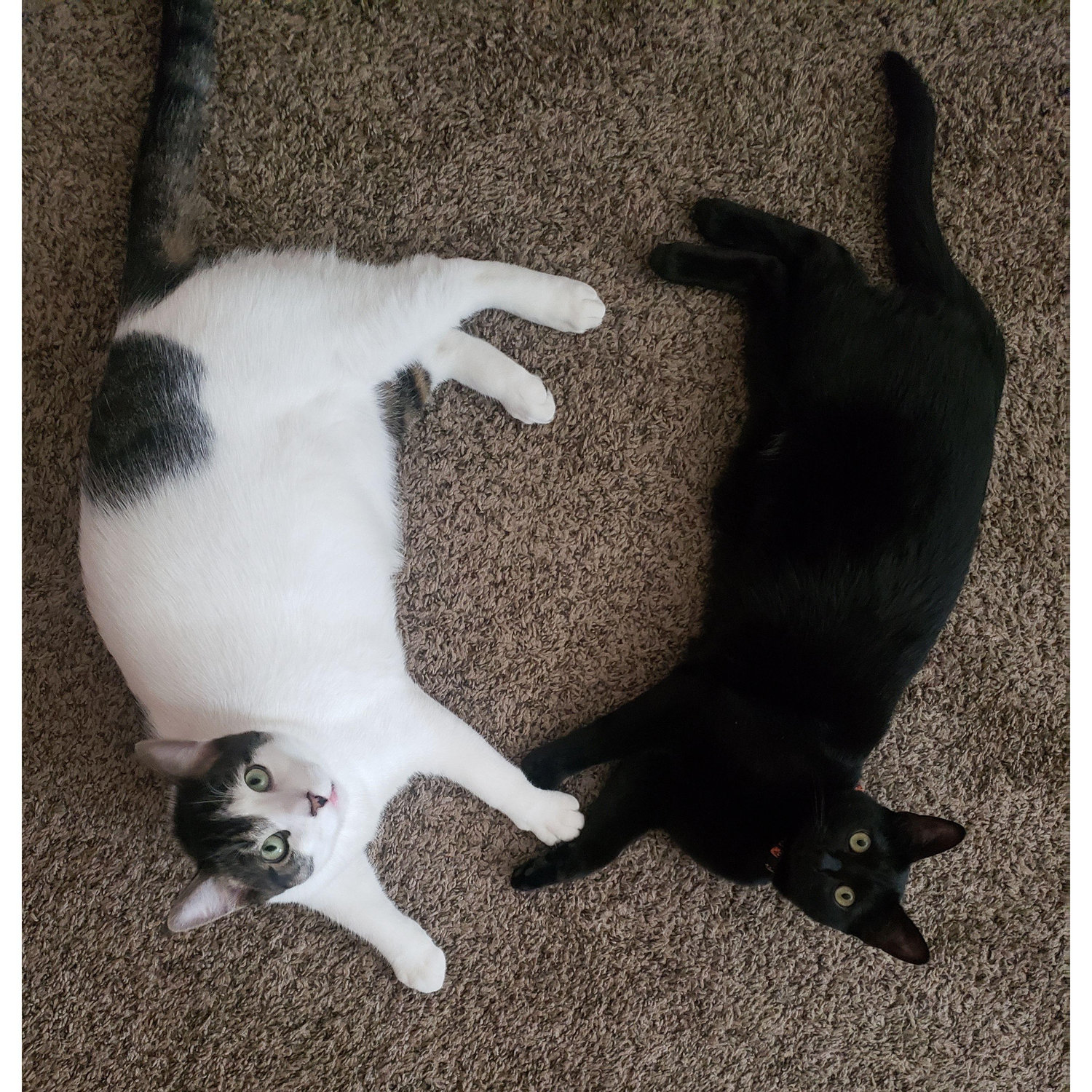 Boogie & Wednesday being the cutest