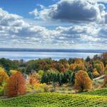 Local Wineries