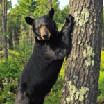 Bear Witness Safari Company