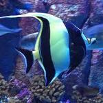 Austin Aquarium