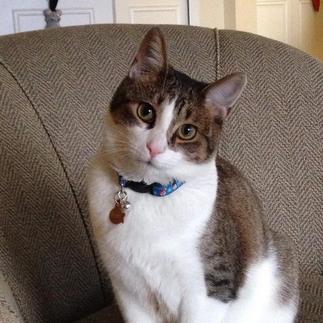 Pet Sitting During Our Honeymoon