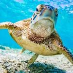 Turtle Sanctuary ~ $60 per person