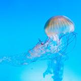 Mote Science Education Aquarium (SEA)