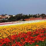 Flower Fields