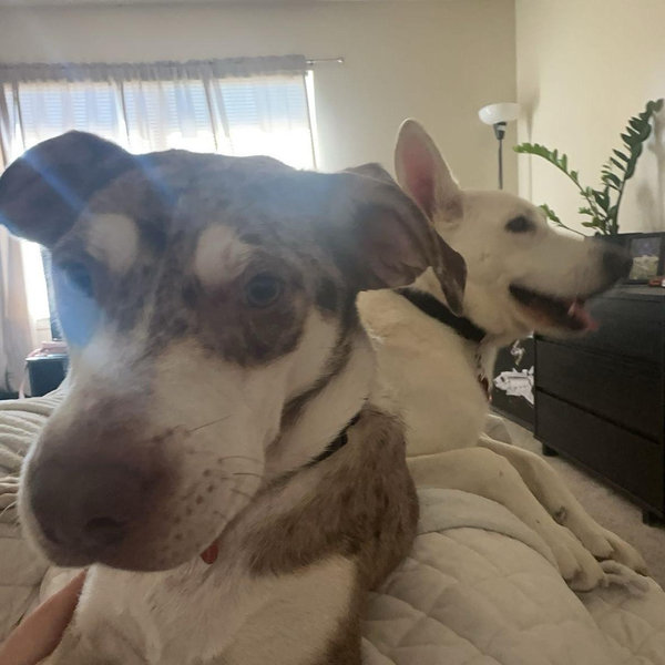 Our Pet Toy Fund