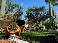 Jardin Hidalgo