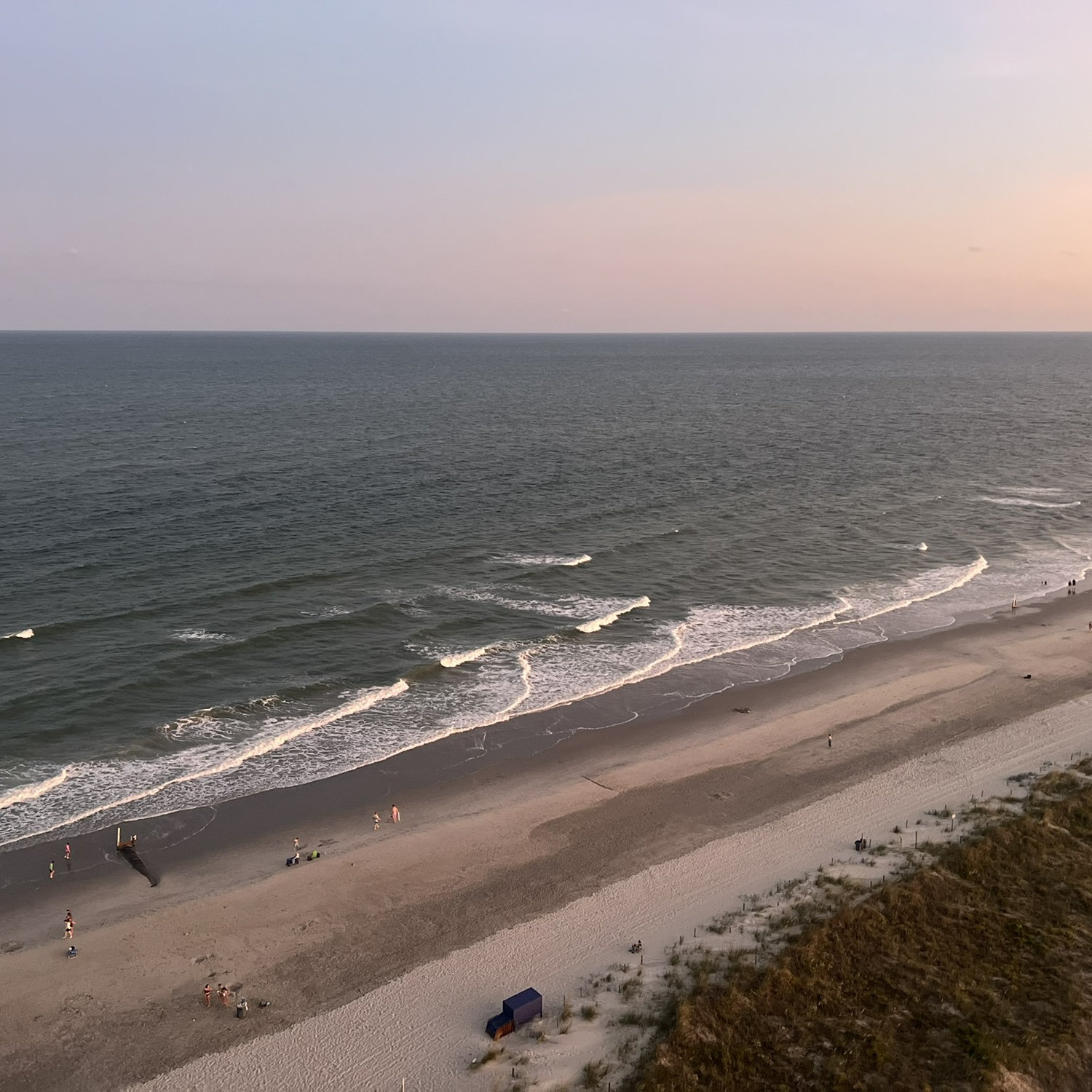 Myrtle
