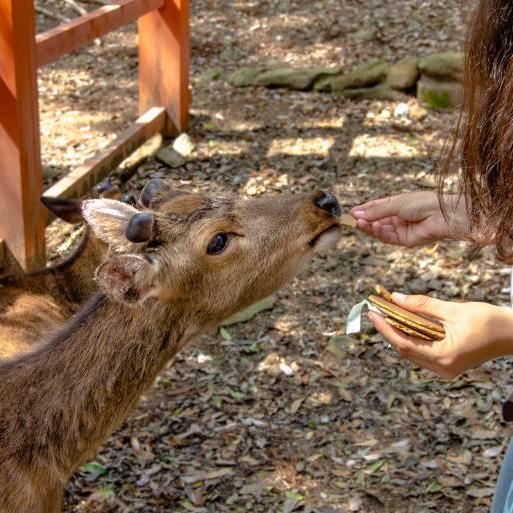 Deer Crackers