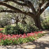 Airlie Gardens