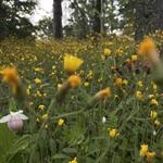 Lakeside/Lester Park