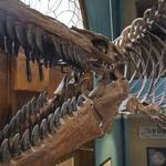 KU Natural History Museum