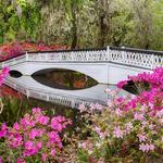 Magnolia Plantation and Gardens