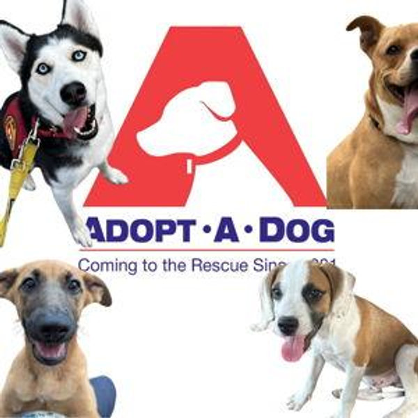 Support Our Local Dog Shelter Adopt-A-Dog