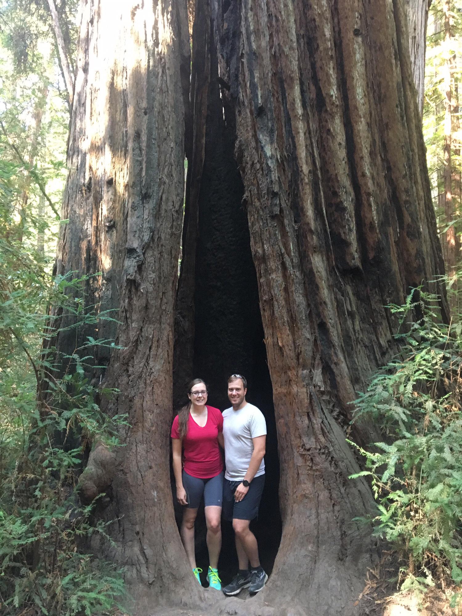 California Redwoods