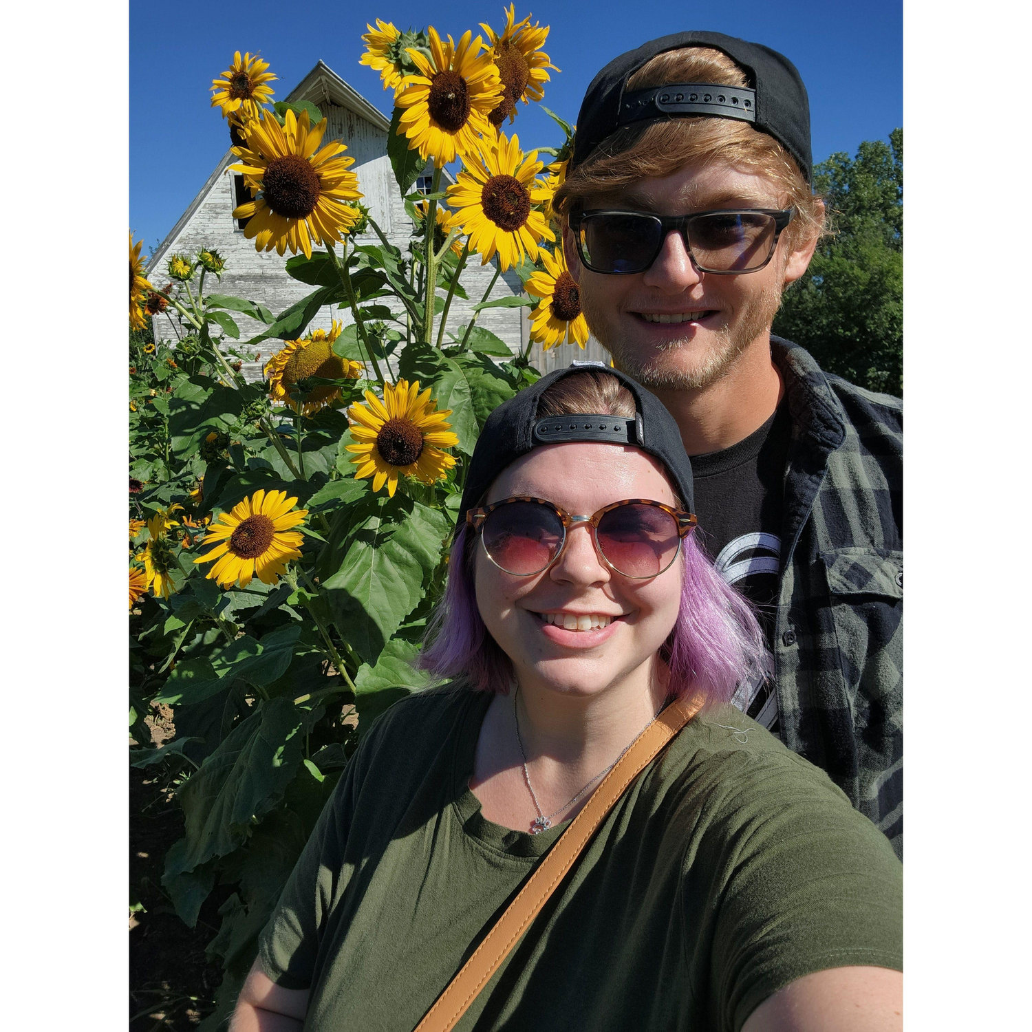 Sunflower & Cider festival 2024