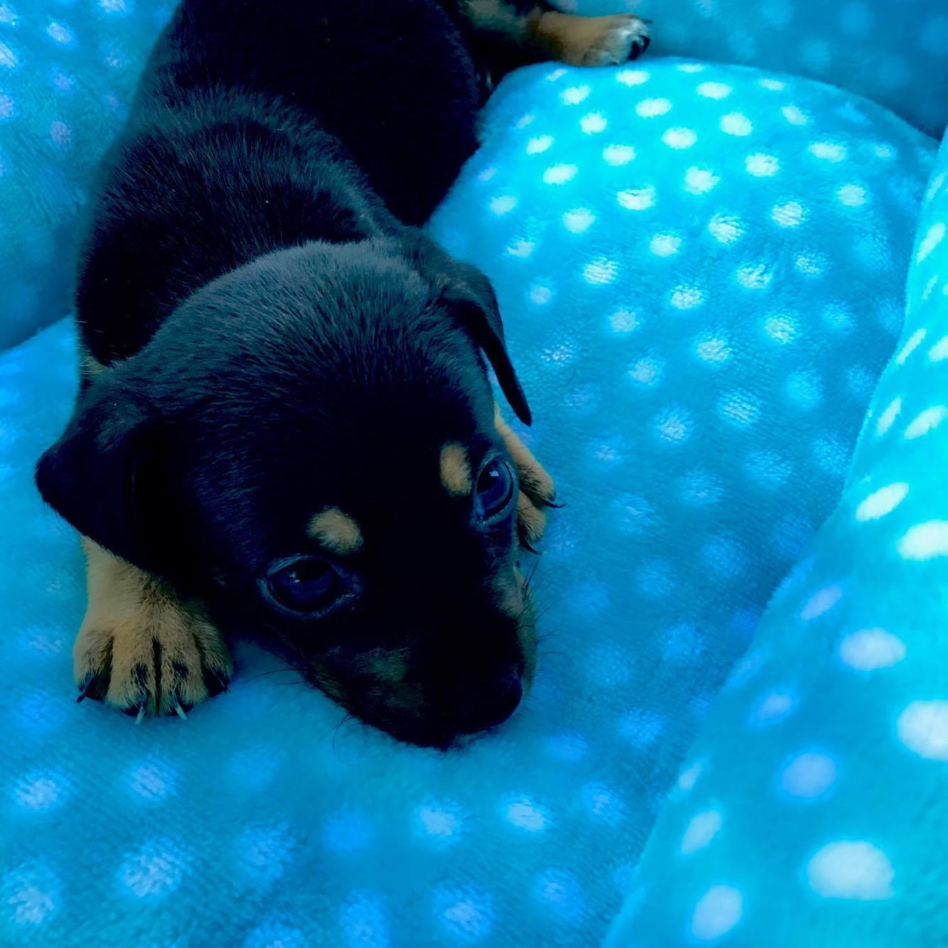 Our newest edition to our family, Remmy's first day home! 7/26/2017