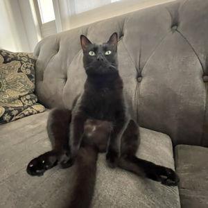 Toys & Treats For The Naughty Kitties