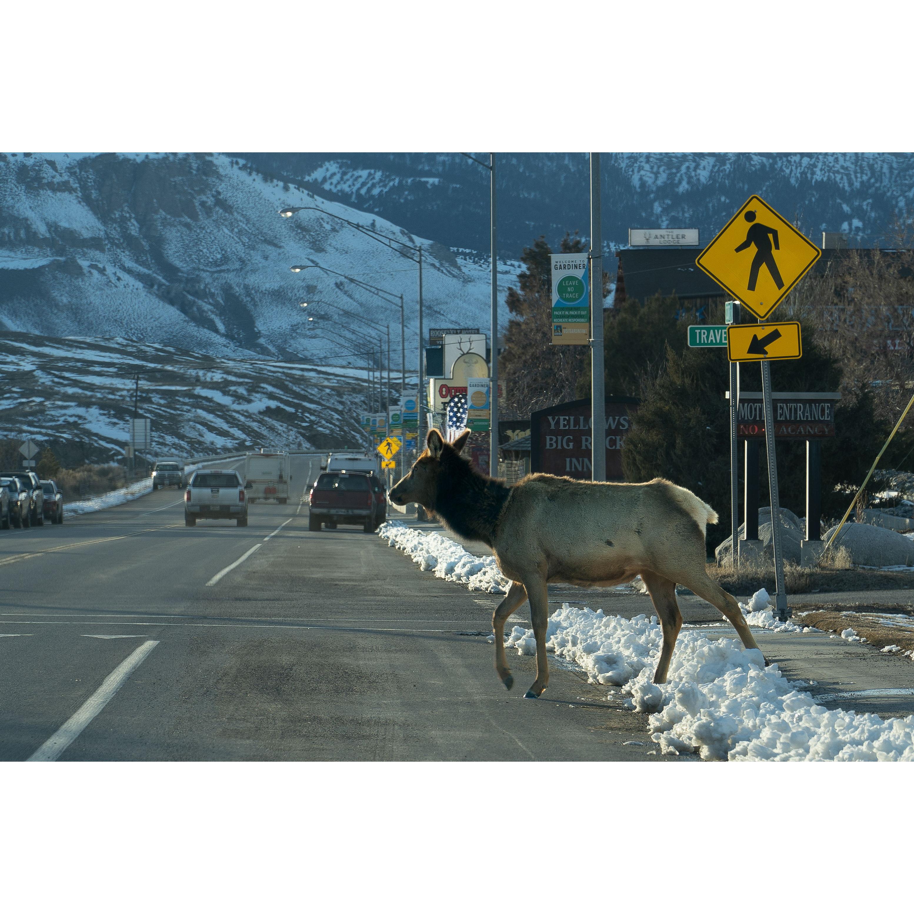 Gardiner, MT / North Yellowstone