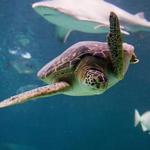 NC Aquarium