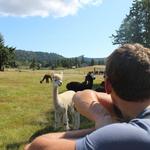 Alpaca Farm & Young Hill