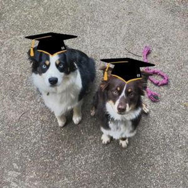 Ziggy & Juniper's College Fund