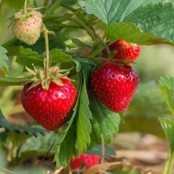 Sponsor a Strawberry Plant