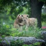 The Buffalo Zoo