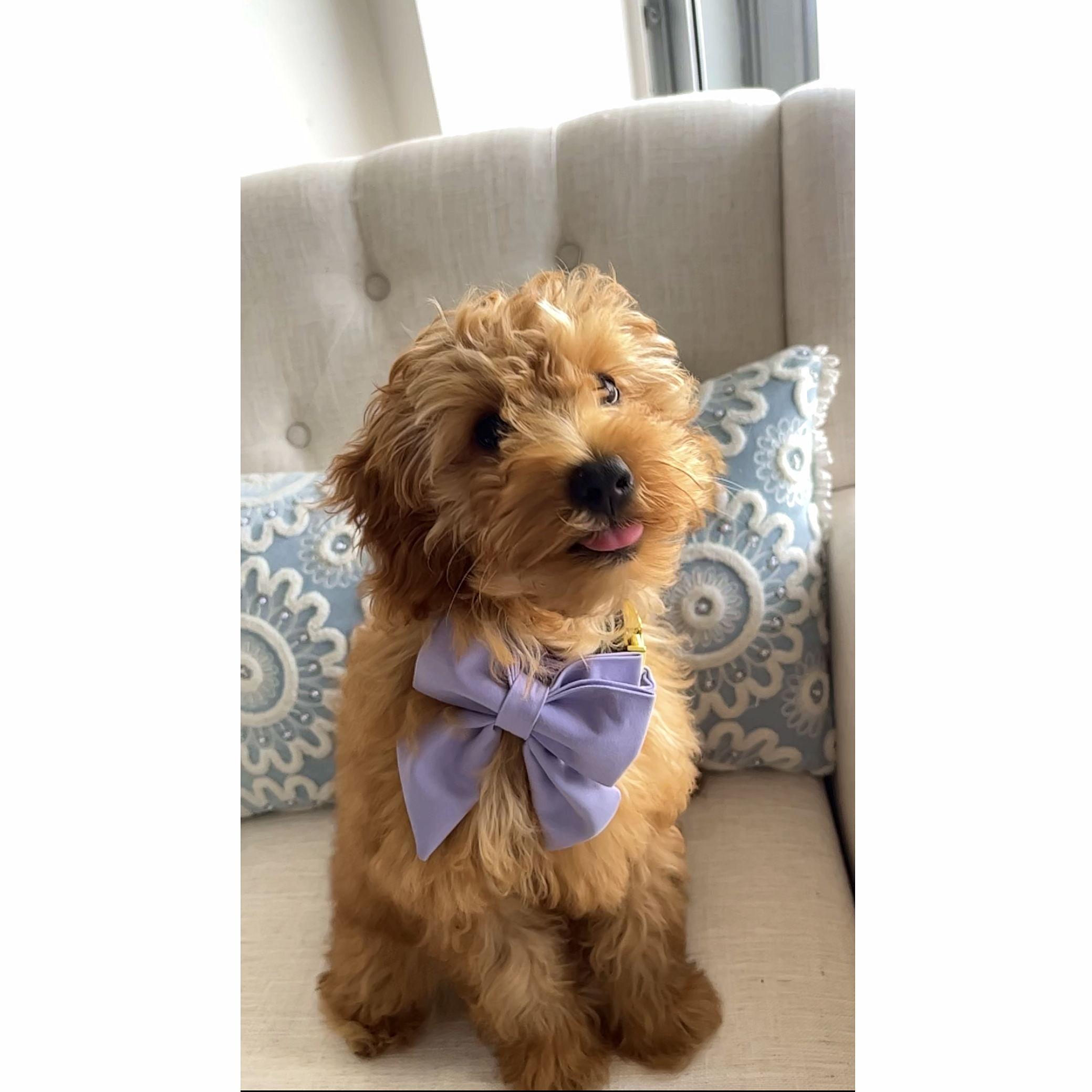 Our baby Luna!