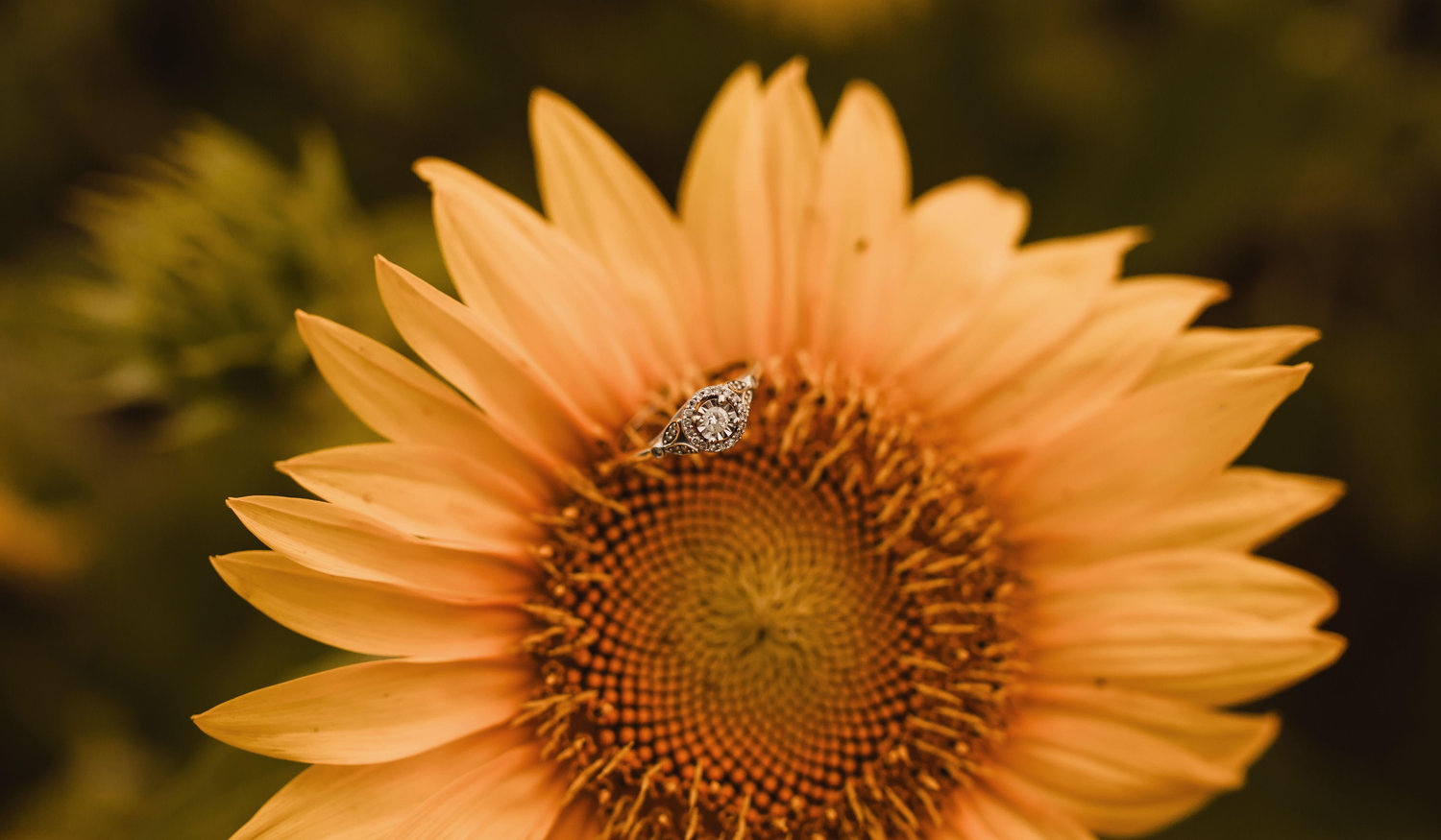 Footer image