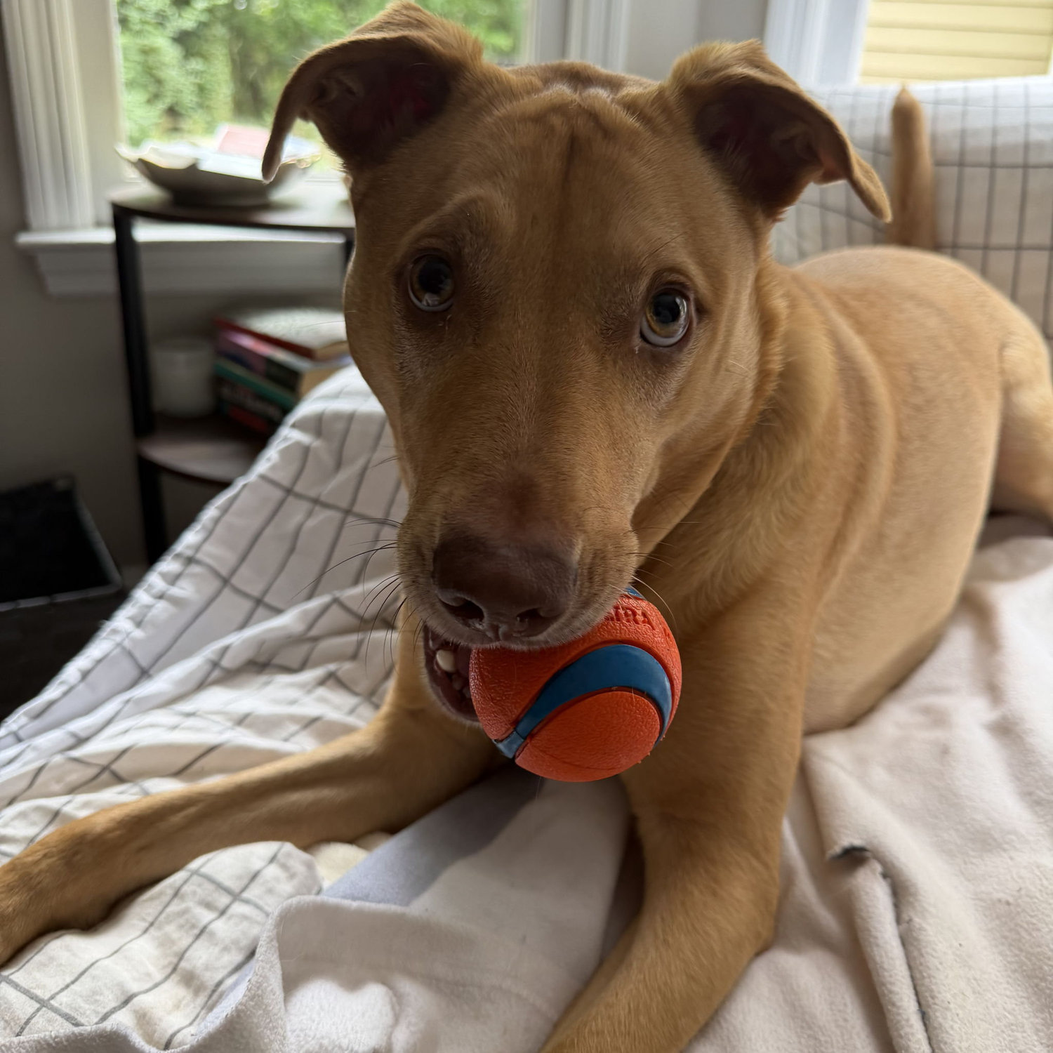 Wheeler with his favorite toy!