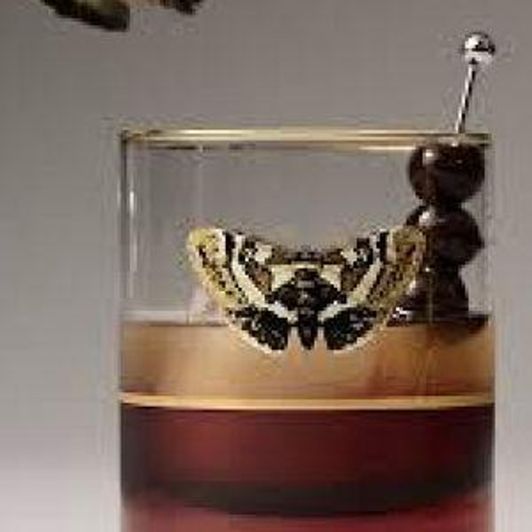 Catherine Martin Midnight Creatures Decaled Double Old Fashioned Glass