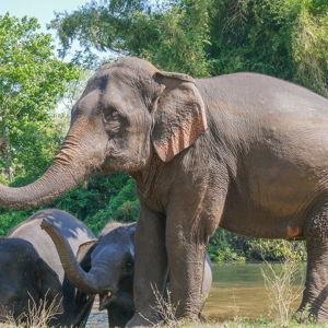 Elephant Sanctuary in Chaing Mai, Thailand