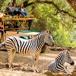 Safari West