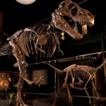 Houston Museum of Natural Science