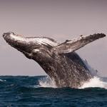 Newport Landing Whale Watching