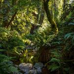Dipsea & Steep Ravine Hike