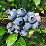 Pick Your Own Blueberries